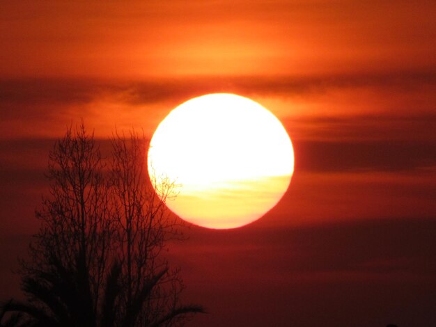 Silhouette tree against orange sky