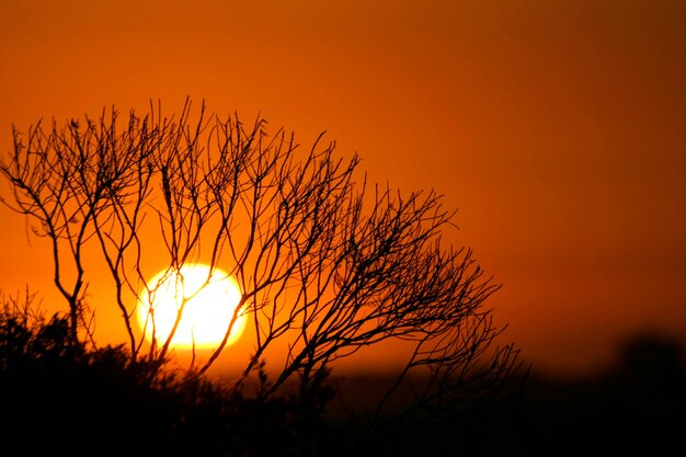 Silhouette tree against orange sky