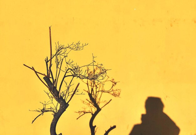 Photo silhouette tree against orange sky