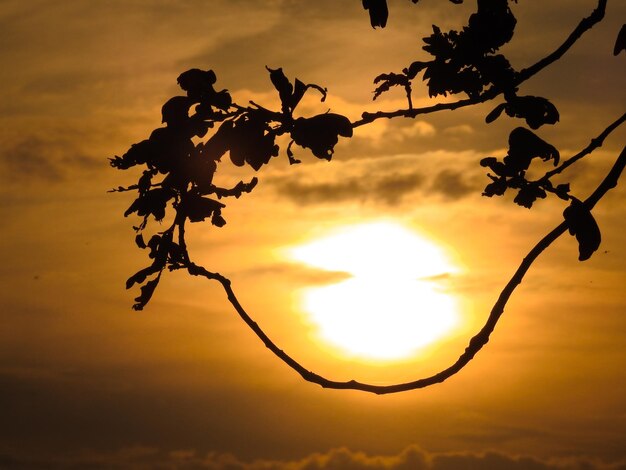 Silhouette tree against orange sky