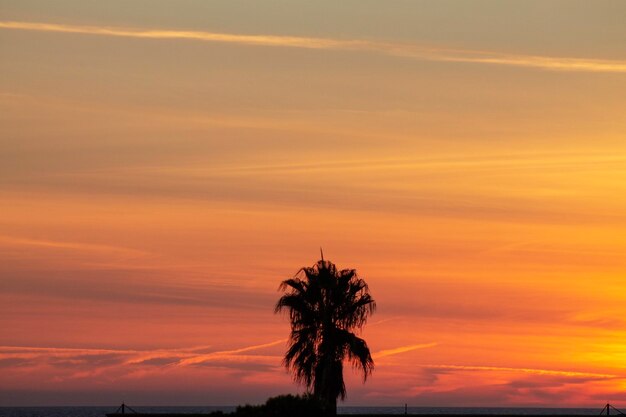 Photo silhouette tree against orange sky