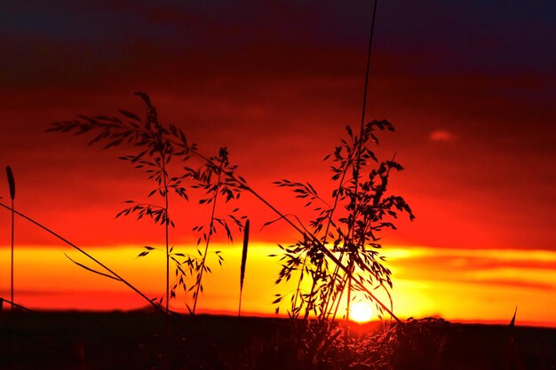 Silhouette of tree against orange sunset sky