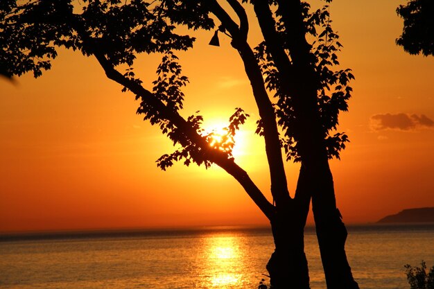 Silhouette tree against sea during sunset