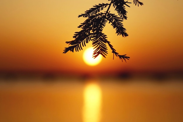 Silhouette tree against sea during sunset