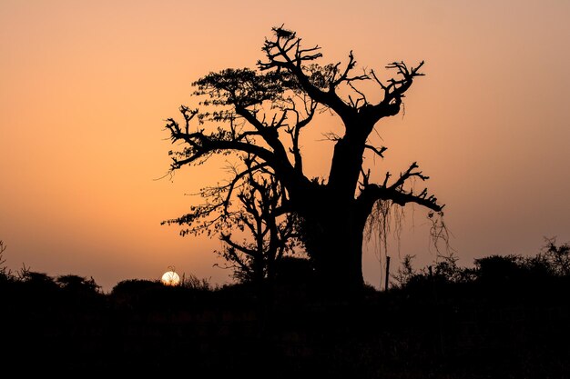 Photo silhouette tree against sky during sunset