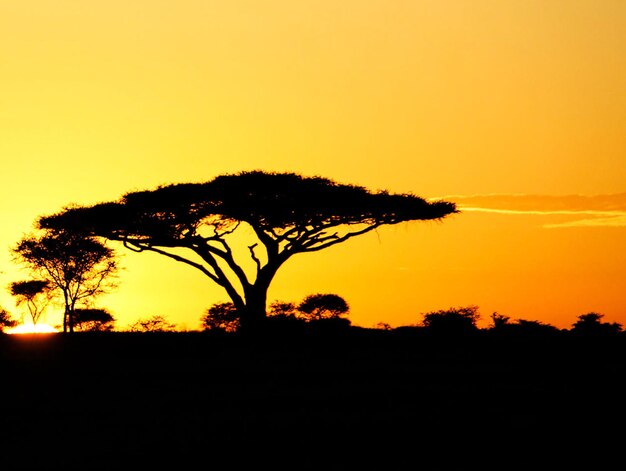 Silhouette tree against sky during sunset