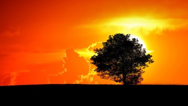 Silhouette tree against sky during sunset