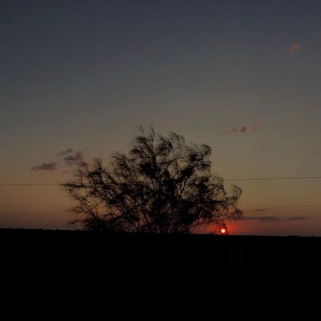 Silhouette tree against sky during sunset