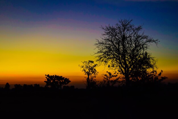 Silhouette tree against sky during sunset