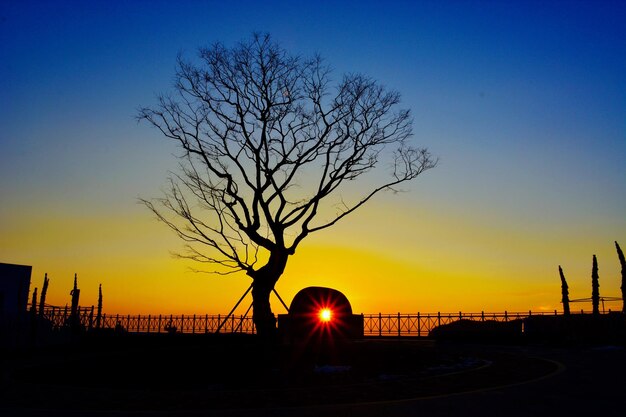 Silhouette tree against sky during sunset