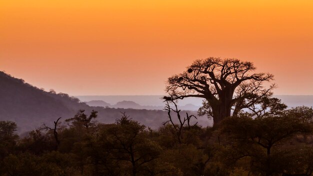 Silhouette tree against sky during sunset