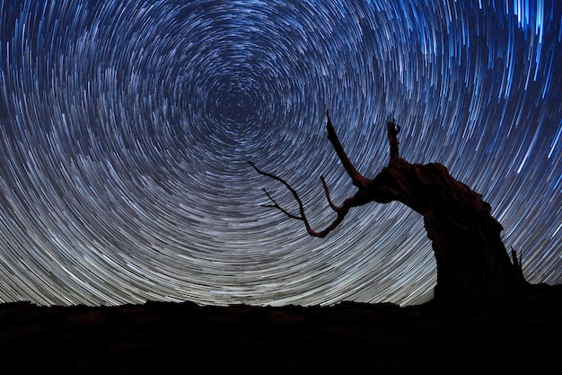 Foto silhouette di un albero contro il cielo notturno