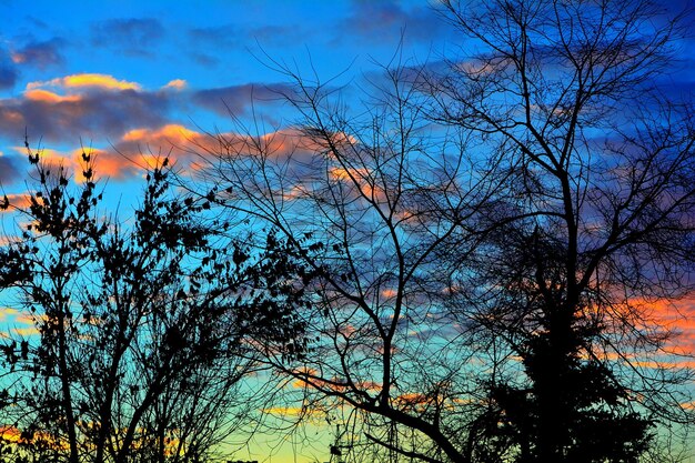 Silhouette of tree against sky