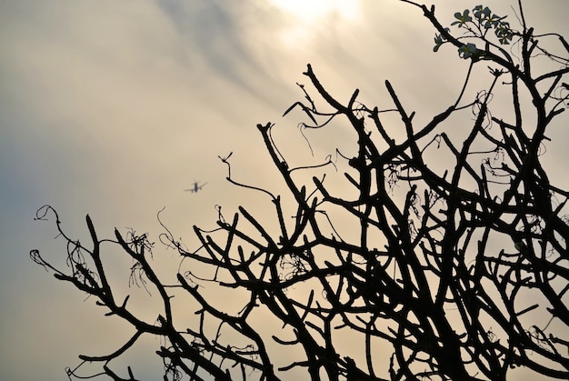 Silhouette di rami di alberi e aeroplano in volo in lontananza