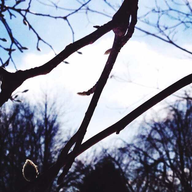 Silhouette of tree branches