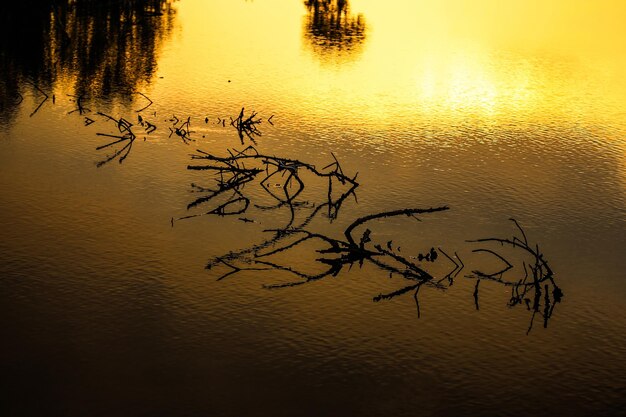 Silhouette tree by lake against sky during sunset