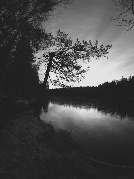 Silhouette of tree by lake against sky during sunset