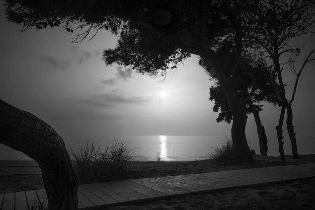 Silhouette tree by sea against sky