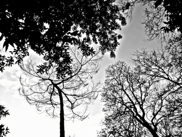 Silhouette tree canopies against clear sky