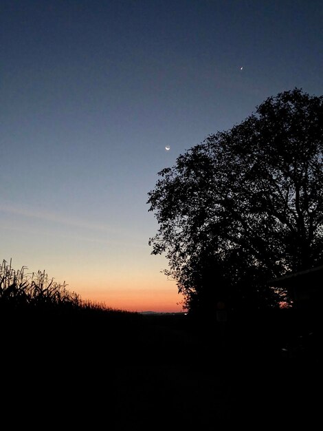 Silhouette tree on field against clear sky at night