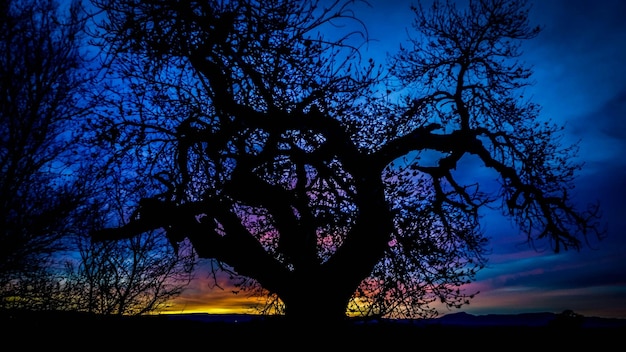 Foto silhouette di albero sul campo contro il cielo nuvoloso all'alba