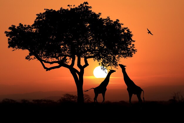 Silhouette of tree on field against orange sky