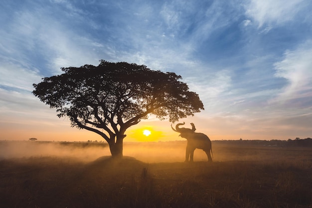 Photo silhouette tree on field against sky during sunset