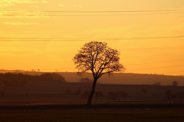 Silhouette tree on field against sky during sunset