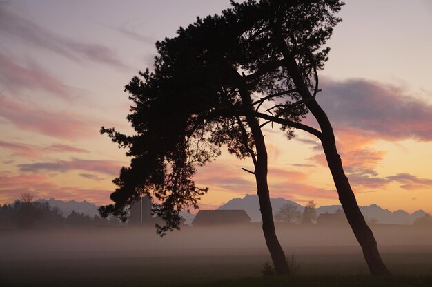 Foto silhouette di albero sul campo contro il cielo durante il tramonto