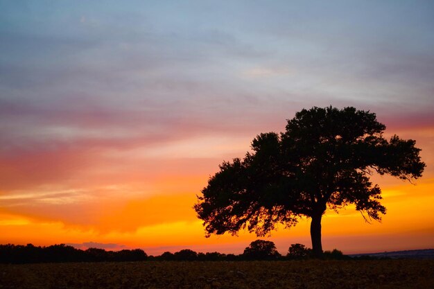 Silhouette tree on field against sky at sunset