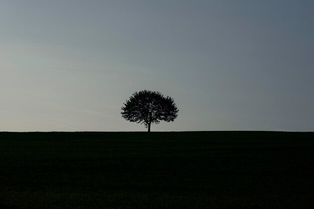 Silhouette tree on field against sky