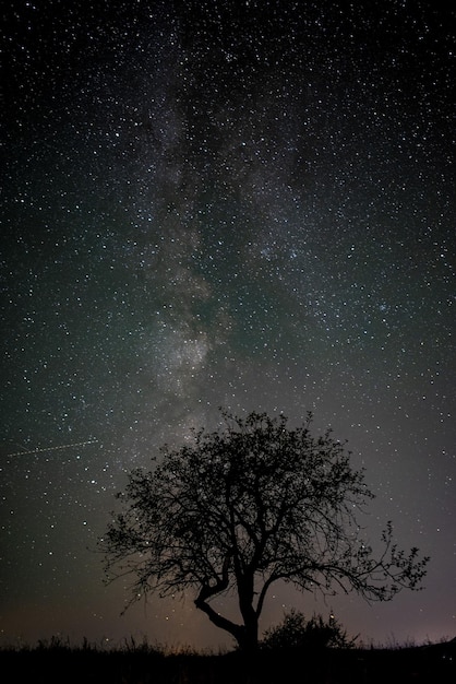 夜の美しい星空の下の野原の木のシルエット