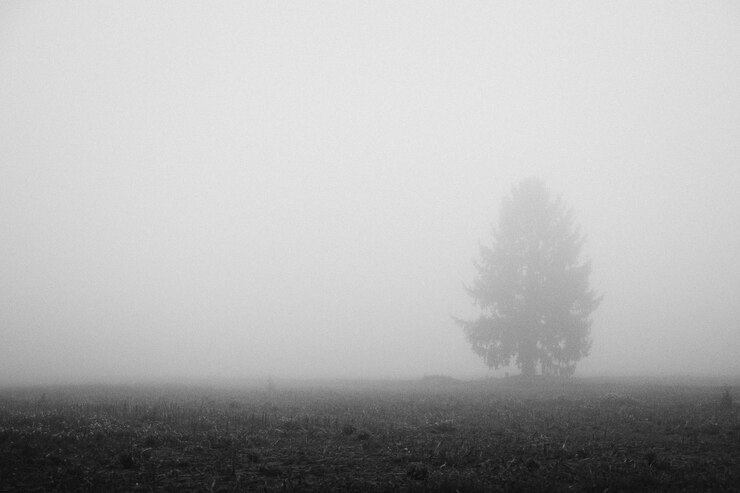Photo silhouette tree on field in foggy weather