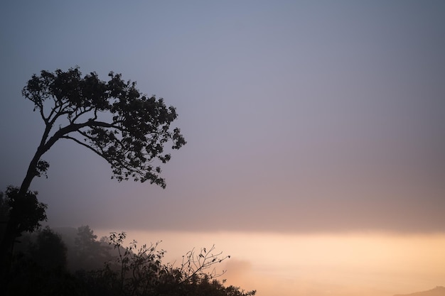 日没時の丘の上の木のシルエット