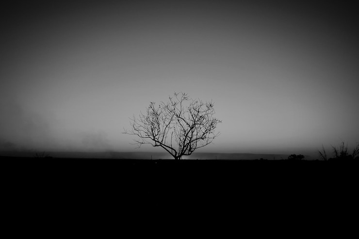 Photo silhouette tree on landscape against clear sky