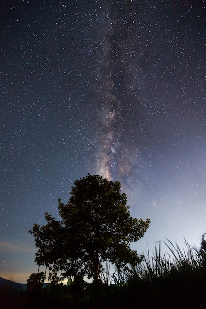 Silhouette of Tree and Milky way