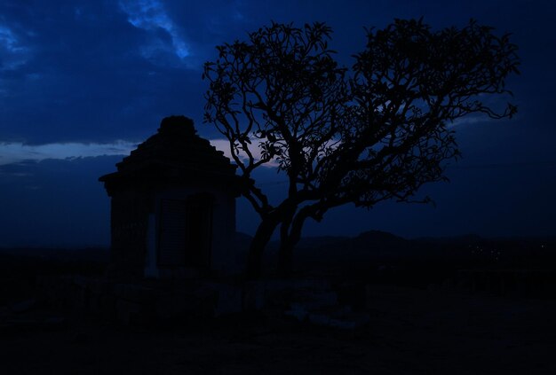 Foto silhouette di un albero di notte