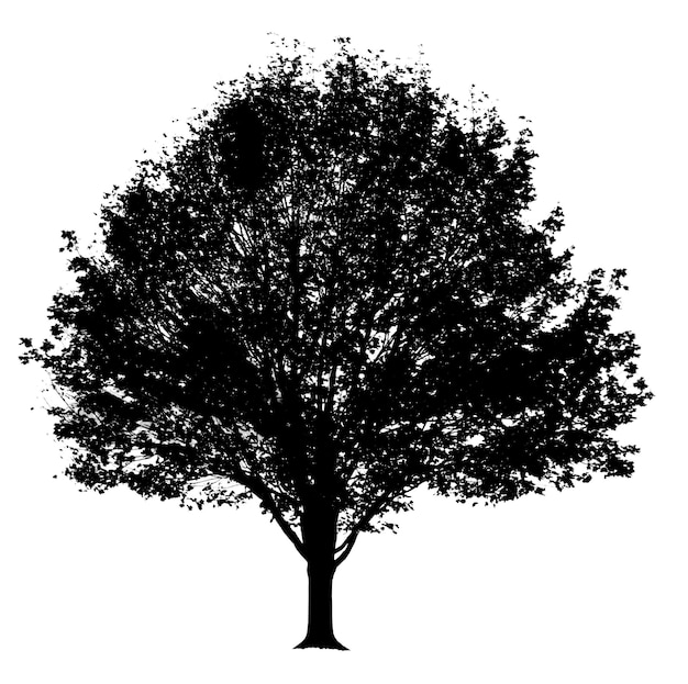 Silhouette tree png sticker on transparent background