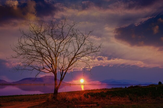 La sagoma dell'albero al tramonto è un bellissimo sfondo.