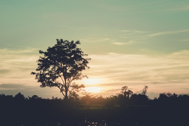 Silhouette of tree at sunset, vintage filter.