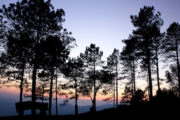 The silhouette of the tree with the light of the sunset.