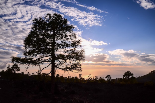 Silhouette of a Tree with Sunset at Behind