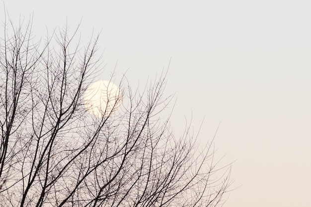 Photo silhouette of a tree without leaves against the sky and sun