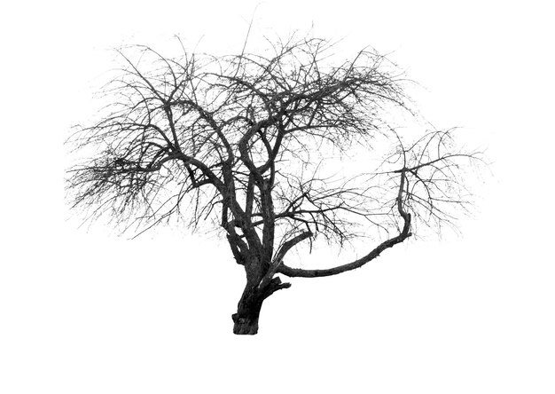 Photo silhouette of tree