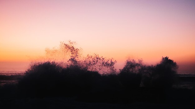 Foto silhouette di alberi contro un cielo limpido durante il tramonto