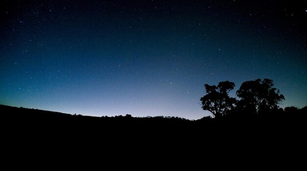 Silhouette trees against clear sky at night