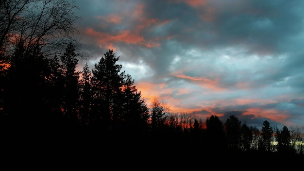 写真 雲の空を背景に木のシルエット
