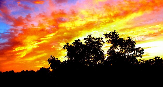 Silhouette trees against dramatic sky during sunset