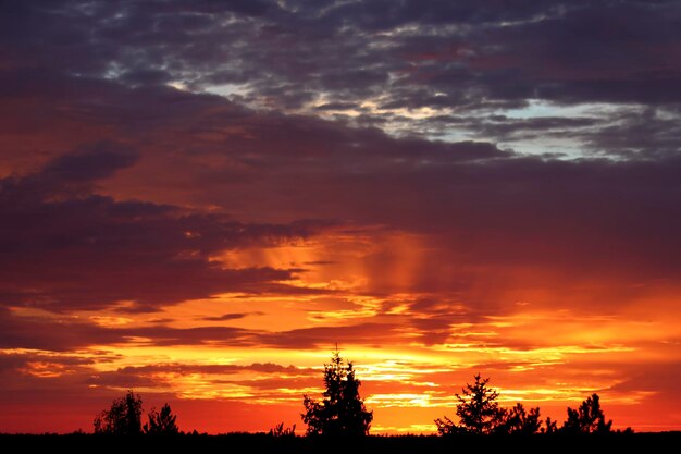 Фото Силуэт деревьев на фоне драматического неба во время захода солнца