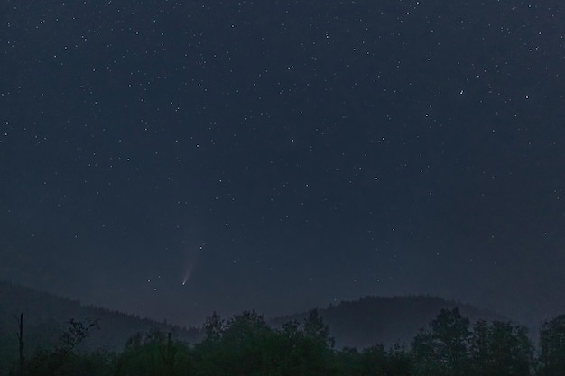 星のある夜空に対する木のシルエット